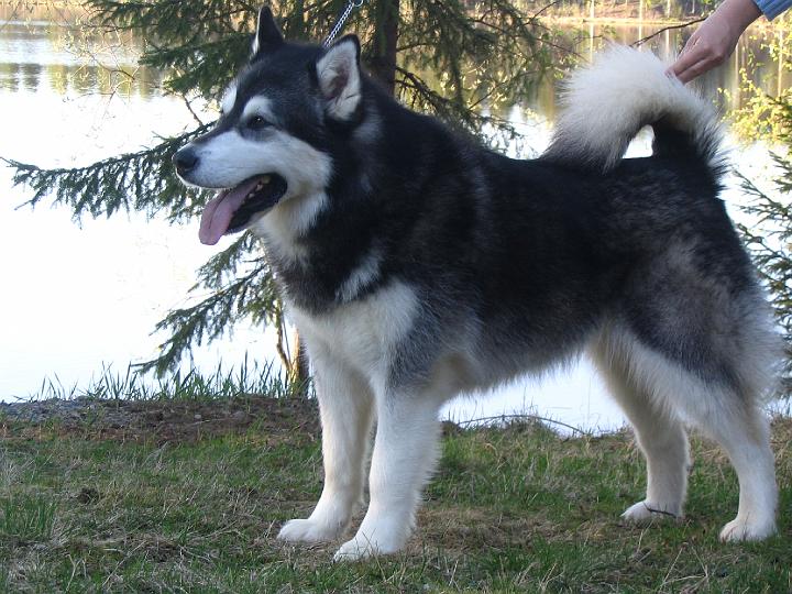 Viiru 1.6.07 004.jpg - Viiru toukokuussa 2007 / Viiru at May 2007